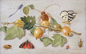 Still life of branch of gooseberries, with a butterfly, moth, damsel fly and other insects